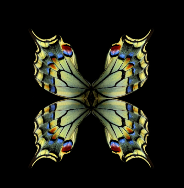 Butterfly — a symbol of transformation and psychological growth